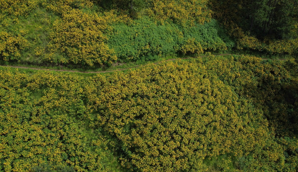 Triền hoa dã quỳ vàng rực dọc bên cao tốc Liên Khương-Prenn (thành phố Đà Lạt) hiện đang thu hút nhiều du khách đến chụp hình. (Ảnh: Nguyễn Dũng/TTXVN)