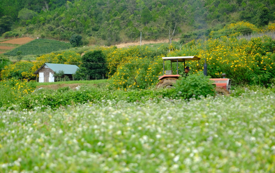 Khung cảnh yên bình tại vùng nông thôn xã Hiệp An (huyện Đức Trọng) trong mùa hoa dã quỳ. (Ảnh: Nguyễn Dũng/TTXVN)