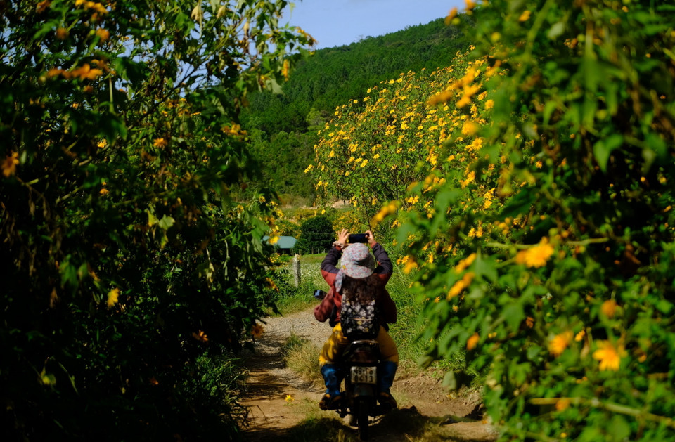 Mùa hoa dã quỳ thu hút nhiều du khách, nhiếp ảnh gia đến với phố núi Đà Lạt. (Ảnh: Nguyễn Dũng/TTXVN)