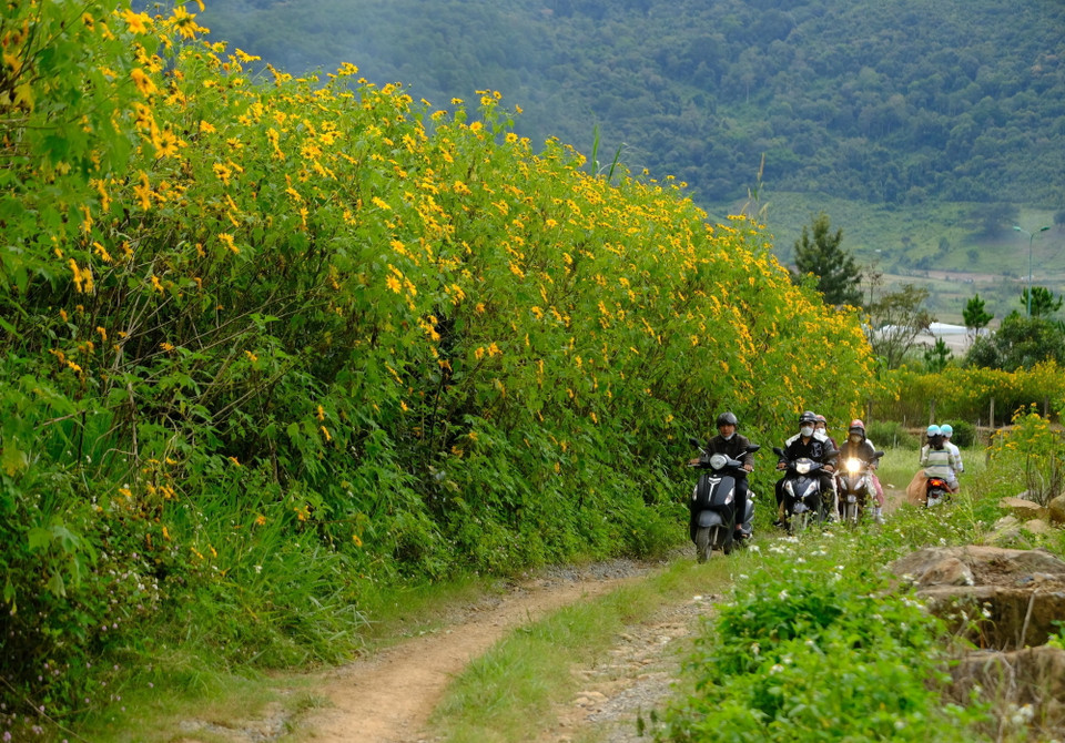 Con đường mòn rợp hoa dã quỳ bên cao tốc Liên Khương-Prenn thu hút các bạn trẻ đến khám phá. (Ảnh: Nguyễn Dũng/TTXVN)