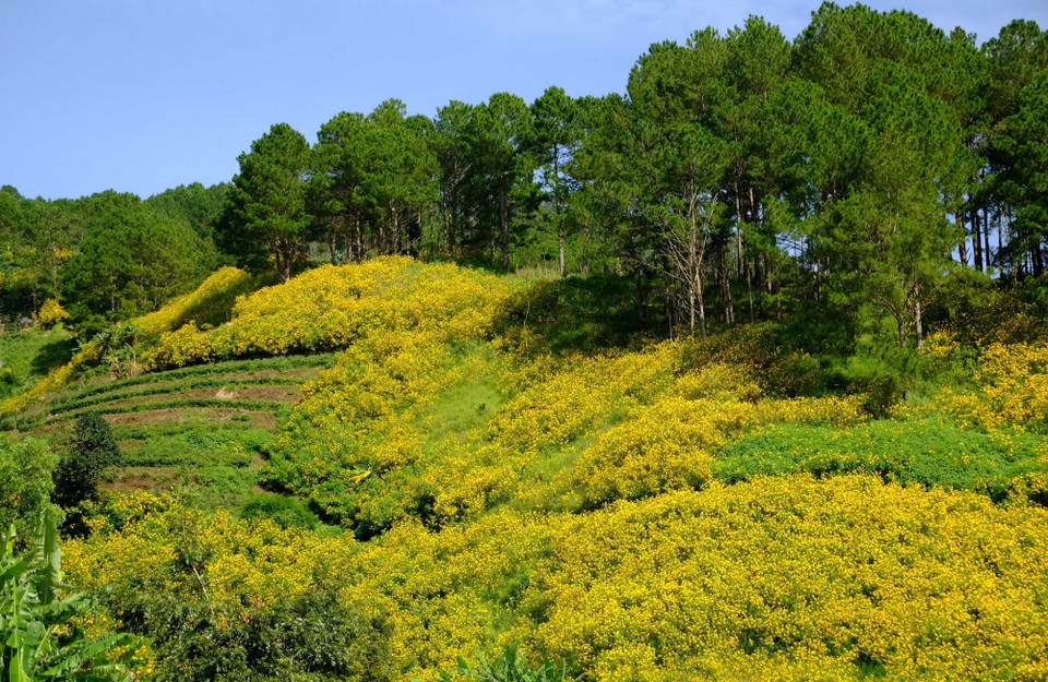 Hoa dã quỳ khoe sắc vàng trên các đồi thông tại thành phố Đà Lạt và các vùng lân cận. (Ảnh: Nguyễn Dũng/TTXVN)