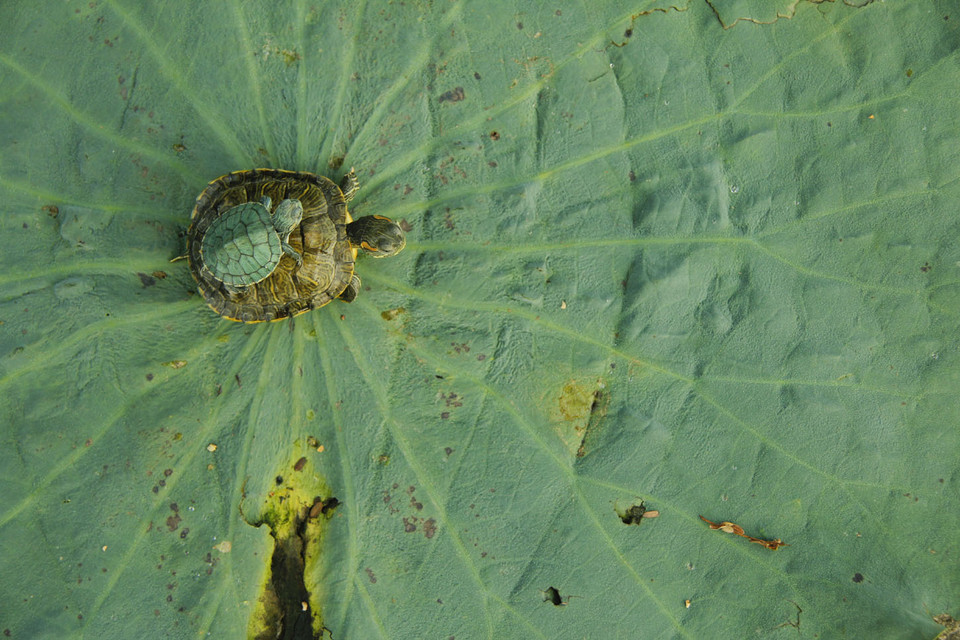 Bức ảnh mẹ con nhà rùa của tác giả Trần Quang Tùng đoạt giải Ba chủ đề Mẫu tử. (Nguồn: BTC)