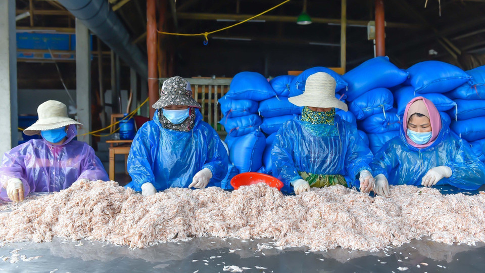 Công ty TNHH Hải sản Hoan (Thanh Hóa) sơ chế ruốc biển xuất khẩu. (Ảnh: Khiếu Tư/TTXVN)