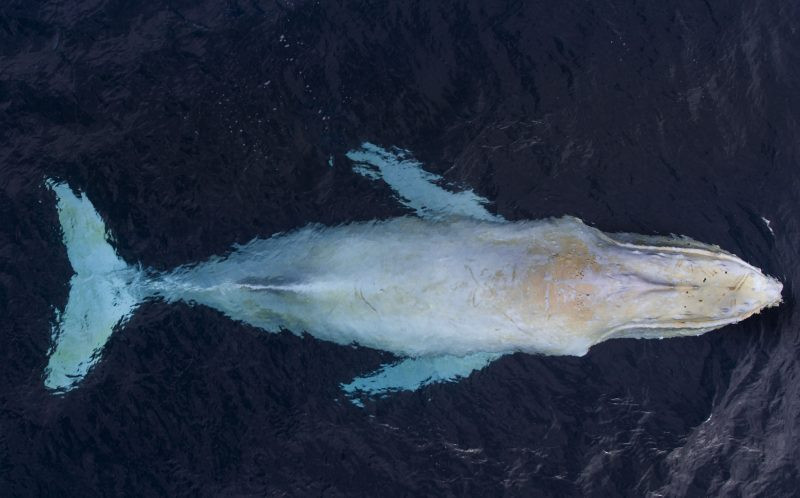 Con cá voi lưng gù trên có tên là Migaloo. (Nguồn: Caters News Agency)