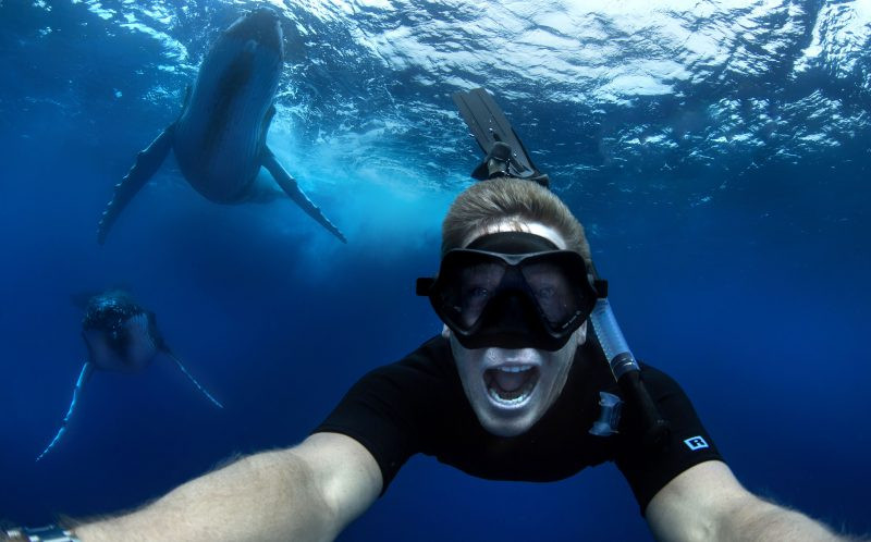 Migaloo đang di cư từ vùng biển phía Bắc về Nam. (Nguồn: Caters News Agency)