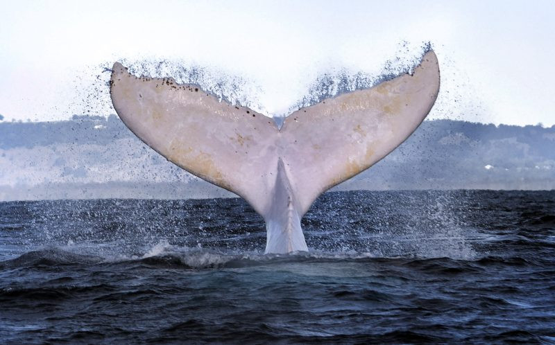 Nó là con cá voi lưng gù bạch tạng duy nhất ở Australia. (Nguồn: Caters News Agency)