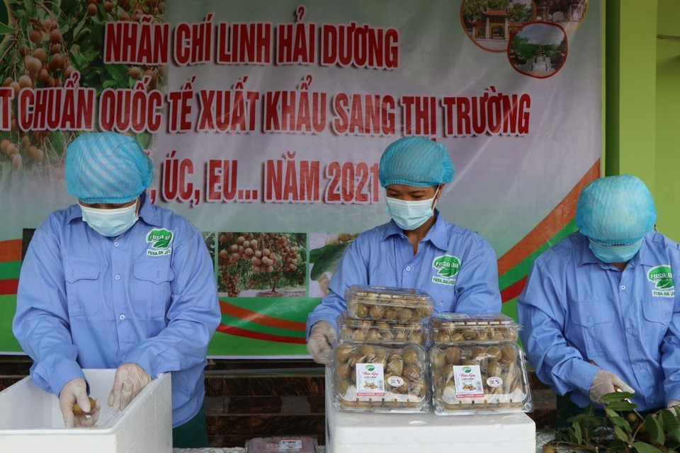 Công nhân Công ty cổ phần nông nghiệp hữu cơ Fusa sơ chế nhãn trước khi xuất khẩu. (Ảnh: Mạnh Minh/TTXVN)