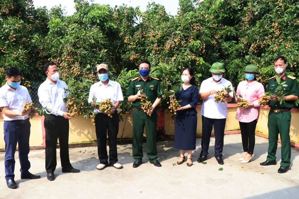 Đại diện lãnh đạo thành phố Chí Linh cùng các doanh nghiệp tiêu thụ, xuất khẩu thăm vườn nhãn tại xã Hoàng Hoa Thám. (Ảnh: Mạnh Minh/TTXVN)