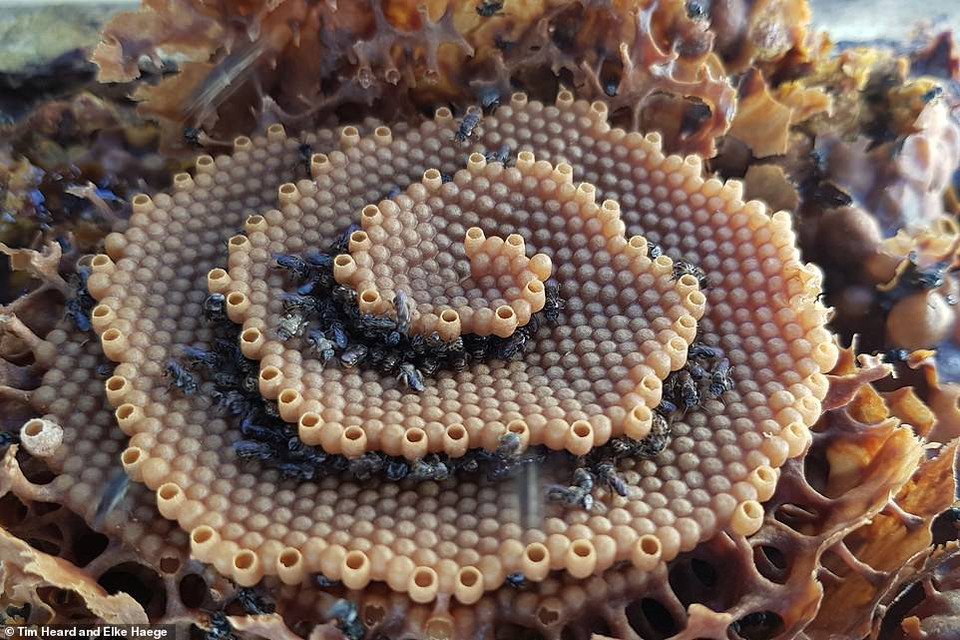 Trong những chiếc tổ của loài ong Tetragomla, các nhà khoa học phát hiện ra một loạt các cấu trúc răng lược 3 chiều có thể phân ra thành 4 loại: xoắn ốc, mắt bò, xoắn ốc kép và bậc thang. (Nguồn: Daily Mail)