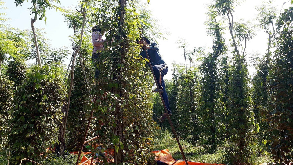 Hồ tiêu là mặt hàng xuất khẩu chủ lực của Bình Phước, mỗi năm thu hoạch hơn 30.000 tấn đảm bảo an toàn vệ sinh thực phẩm. (Ảnh: Dương Chí Tưởng/TTXVN)
