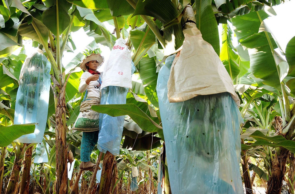 Khu nông nghiệp công nghệ cao An Thái, xã An Thái, huyện Phú Giáo (Công ty Cổ phần Nông nghiệp Unifarm) là mô hình tiên phong trong chuyển đổi và phát triển ngành nông nghiệp của tỉnh Bình Dương. Hiện tại, công ty đã phát triển nhiều loại cây ăn quả, trong đó có khoảng 180ha chuối già cấy mô được trồng theo công nghệ tiên tiến, hiện đại đạt tiêu chuẩn toàn cầu (Global GAP) đem lại hiệu quả kinh tế cao, sản phẩm được xuất khẩu sang Nhật Bản, Hàn Quốc, Mỹ, Malaysia…(Ảnh: An Hiếu/TTXVN)