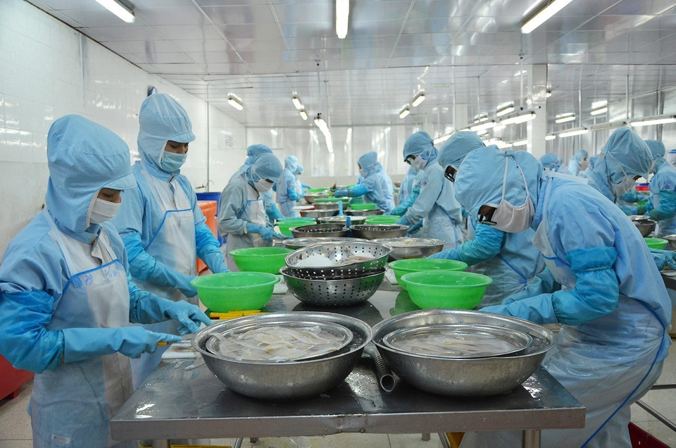 Từ lâu, nghề khai thác, chế biến thủy, hải sản trở thành ngành kinh tế mũi nhọn của Bà Rịa-Vũng Tàu. Trong ảnh: Chế biến thủy sản xuất khẩu tại Công ty Cổ phần Chế biến xuất nhập khẩu thủy sản Bà Rịa-Vũng Tàu. (Ảnh: Hoàng Nhị/TTXVN)