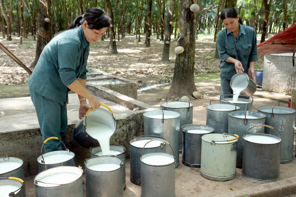 Bình Phước tập trung tái cơ cấu ngành trồng trọt theo hướng phát triển sản xuất quy mô lớn, áp dụng các biện pháp thâm canh bền vững. Trong ảnh: Thu hoạch mủ cao su tại Nông trường cao su Tân Lợi (Công ty Cổ phần Cao su Đồng Phú), xã Tiến Hưng, thành phố Đồng Xoài, tỉnh Bình Phước. (Ảnh: Đình Huệ/TTXVN)