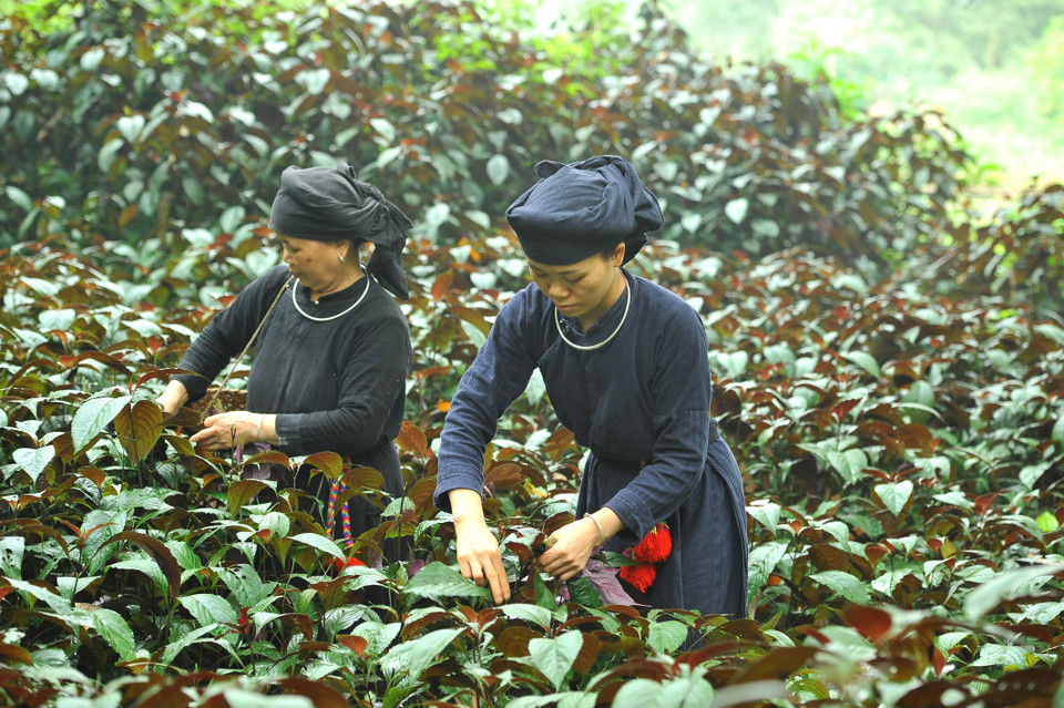 Ngày lại ngày, dân bản vào rừng hái lá thuốc giống như cuộc sống trước đây. (Ảnh: Minh Đức/TTXVN)