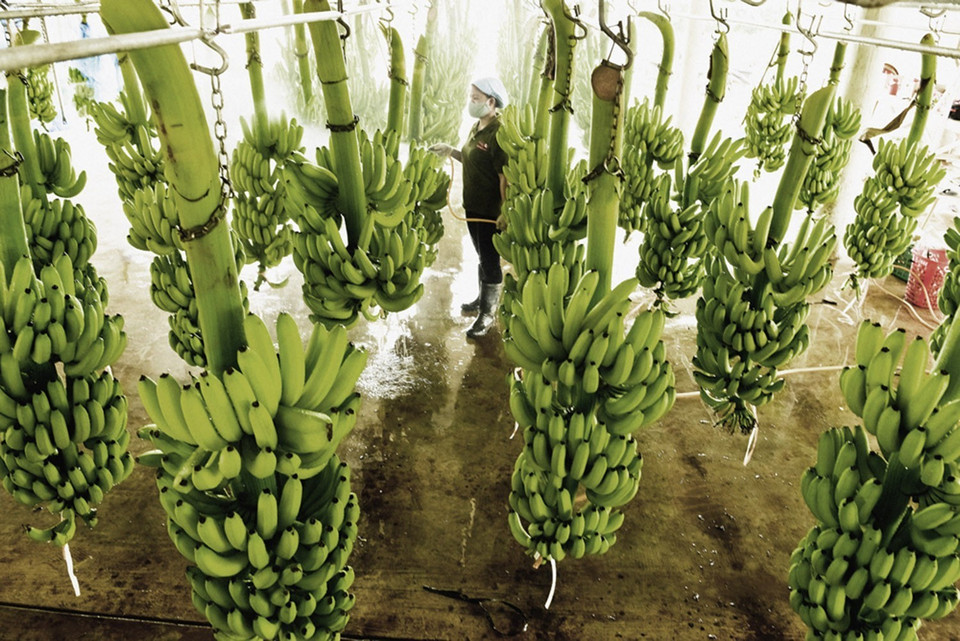 Tỉnh Long An đang phát triển nông nghiệp ứng dụng công nghệ cao gắn với tái cơ cấu ngành nông nghiệp, xây dựng 4 vùng sản xuất nông nghiệp chủ lực của địa phương. Trong ảnh: Trang trại trồng chuối xuất khẩu của một hộ tư nhân ở xã Hiệp Hòa, huyện Đức Huệ, tỉnh Long An. (Ảnh: Trần Hữu Hiếu/TTXVN)