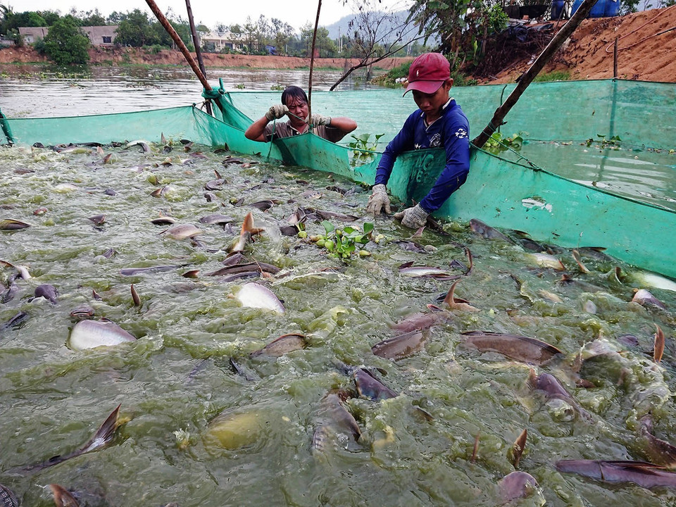 Thực hiện đề án tái cơ cấu ngành nông nghiệp, tỉnh Bà Rịa-Vũng Tàu đã vận động nông dân tích cực chuyển đổi cơ cấu cây trồng, vật nuôi, bước đầu mang lại hiệu quả tích cực. Trong ảnh: Thu hoạch cá tra thương phẩm tại một hộ gia đình ở xã Tóc Tiên, thị xã Phú Mỹ, tỉnh Bà Rịa-Vũng Tàu. (Ảnh: Hoàng Nhị/TTXVN)
