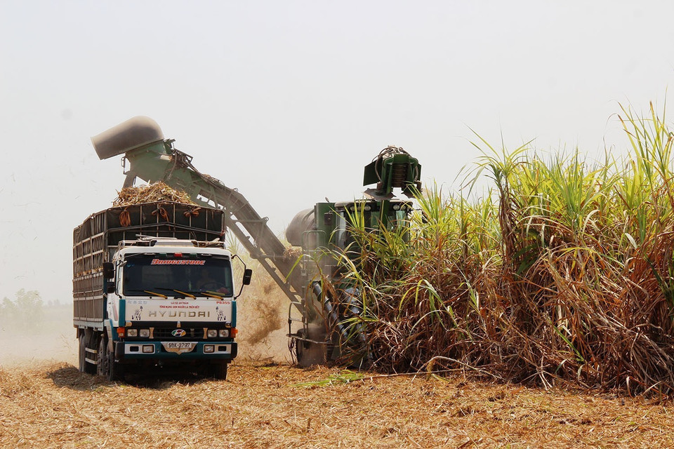 Tỉnh Tây Ninh tập trung thực hiện nhiều giải pháp nhằm phát triển bền vững ngành mía đường. Trong ảnh: Thu hoạch mía tại vùng nguyên liệu mía của Công ty TNHH Hưng Thịnh, xã Ninh Điền, huyện Châu Thành, tỉnh Tây Ninh. (Ảnh: Lê Đức Hoảnh/TTXVN)