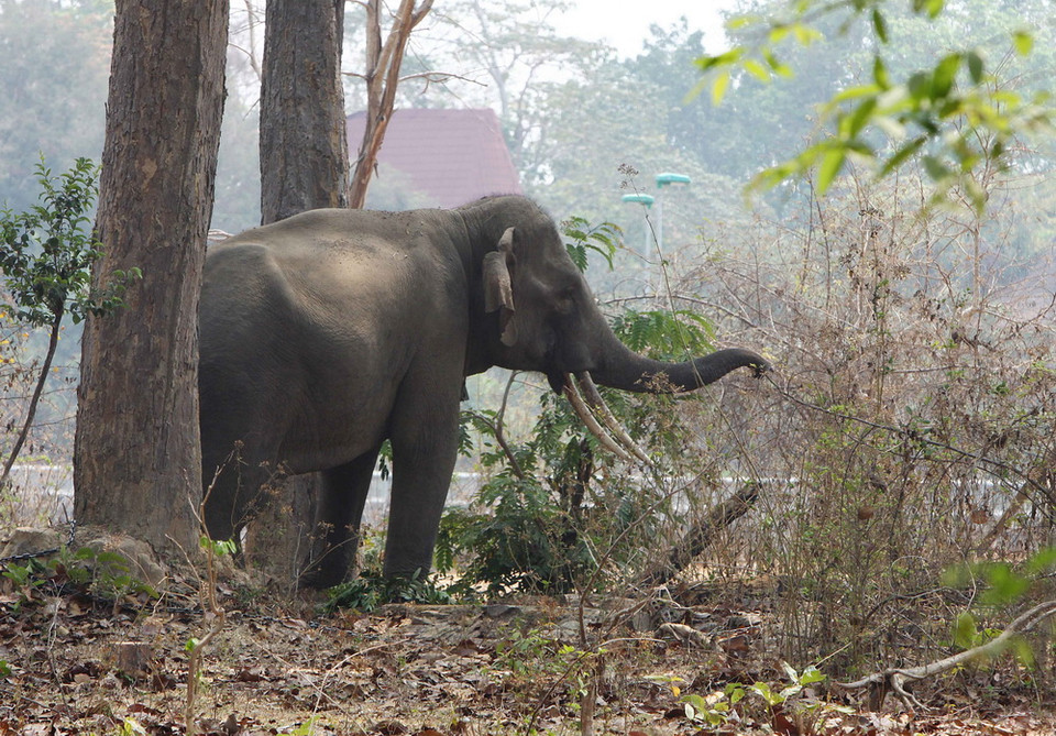 Sau gần 30 năm đàn voi nhà ở Đắk Lắk mới có duy nhất 01 trường hợp mang thai đó là voi Ban Nang (38 tuổi) của gia đình ông Y Mứ Bkrông (buôn M’Liêng, thị trấn Liên Sơn, huyện Lắk), hiện cá thể voi này đang được Trung tâm Bảo tồn voi và các tổ chức về động vật theo dõi và chăm sóc. (Ảnh: Dương Giang/TTXVN)