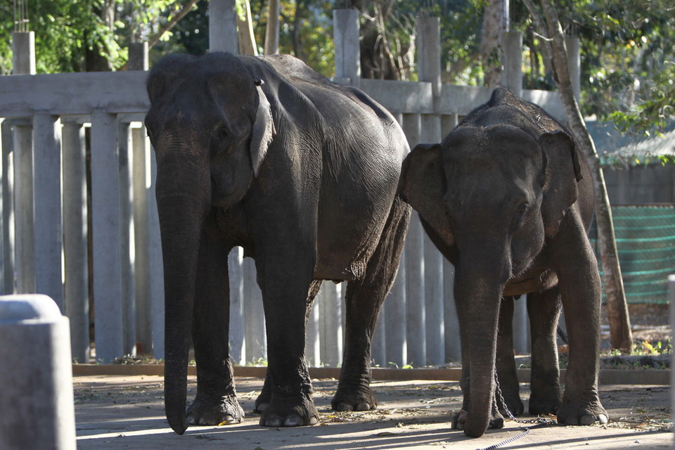 Từ nhiều năm nay các cá thể voi này thường được các chủ voi, công ty du lịch sử dụng để khai thác du lịch mà không quan tâm đến vấn đề sinh sản và phát triển đàn voi nhà khiến số lượng voi nhà giảm nghiêm trọng từ 502 cá thể năm 1980, đến nay còn lại 44 cá thể. (Ảnh: Dương Giang/TTXVN)