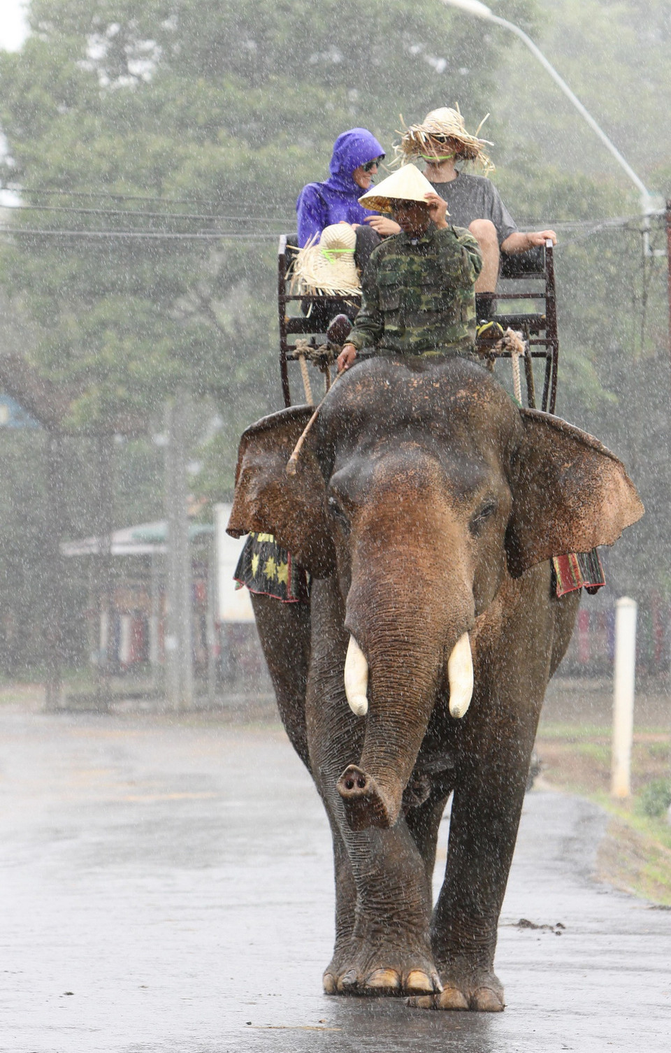 Voi phục vụ du khách ở Hồ Lắk. (Ảnh: Dương Giang/TTXVN)
