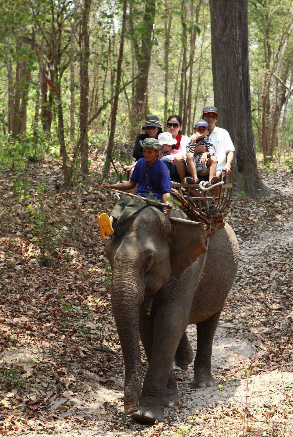 Voi phục vụ chở du khách tham quan ở Vườn Quốc gia Yok Don. (Ảnh: Dương Giang/TTXVN)