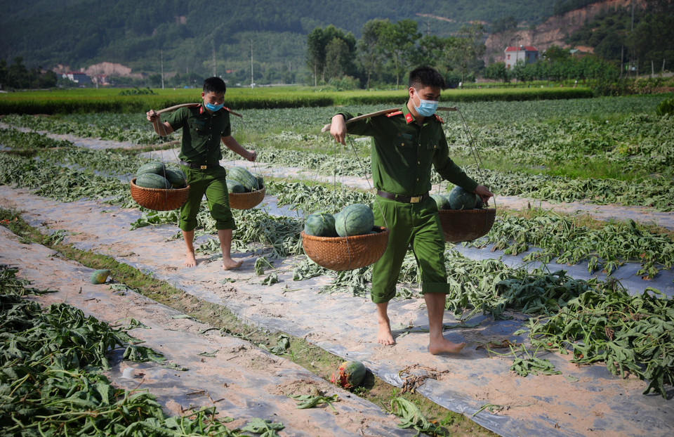 Do huyện Yên Dũng (Bắc Giang) nằm trong vùng dịch, phải cách ly, nhiều nông sản đến vụ thu hoạch khó có thể tiêu thụ do vậy các Đoàn viên Thanh niên công an huyện Yên Dũng đã giúp bà con thu hoạch và tiêu thụ dưa hấu. (Ảnh: Danh Lam/TTXVN)