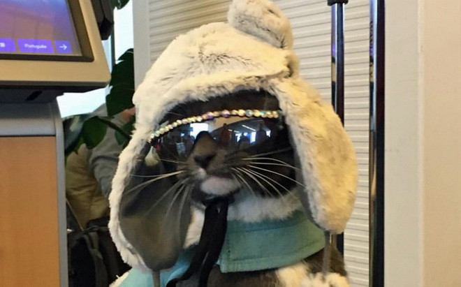 Bagel nhìn rất ngầu khi đeo kính. (Nguồn: Cater News Agency)