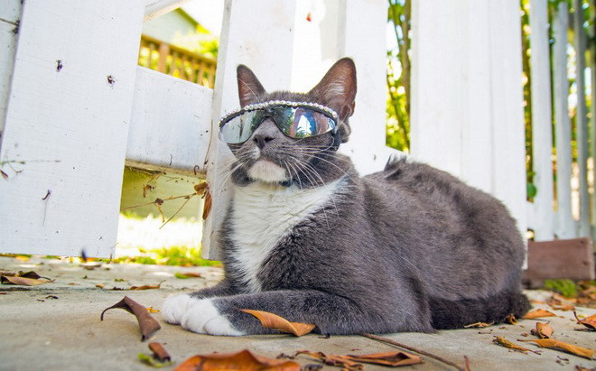 Gọng kính được gắn miếng lót để ngăn các mảnh vỡ nhỏ, bụi chui vào mắt của Bagel. (Nguồn: Cater News Agency)