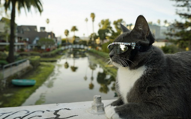 Bagel phải đeo kính râm liên tục là do kể từ khi sinh ra nó không có mí mắt. (Nguồn: Cater News Agency)