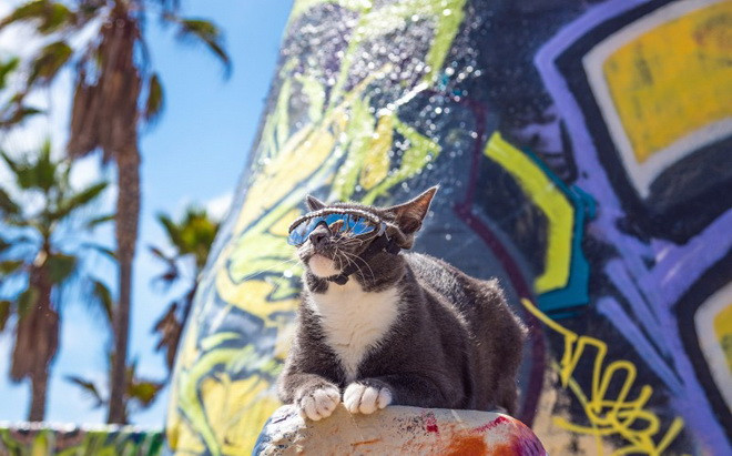 Mắt của Bagel luôn khô và nó phải sử dụng thuốc nhỏ mắt liên tục. (Nguồn: Cater News Agency)