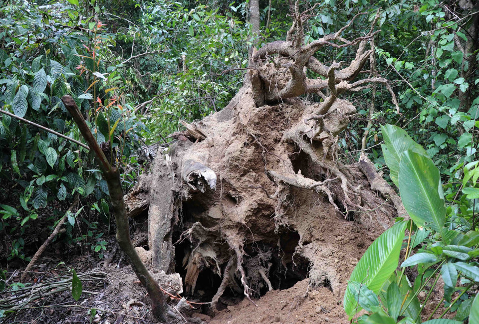 Gốc cây to hàng chục năm tuổi trong rừng đặc dụng Mường Phăng bị gió lớn đánh bật gốc. (Ảnh: Xuân Tiến/TTXVN)