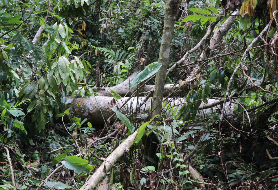 Thân, cành cây to bị gió mạnh quật ngã còn nằm ngổn ngang trong rừng đặc dụng Mường Phăng. (Ảnh: Xuân Tiến/TTXVN)