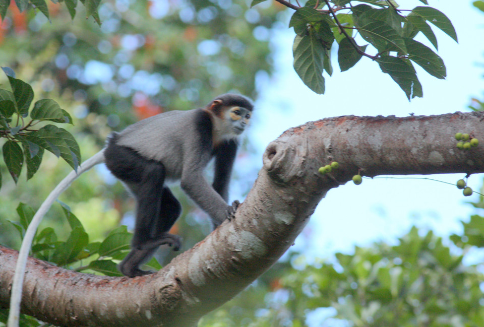 Voọc Chà vá chân đen tại Khu Dự trữ Sinh quyển Núi Chúa. (Ảnh TTXVN phát)