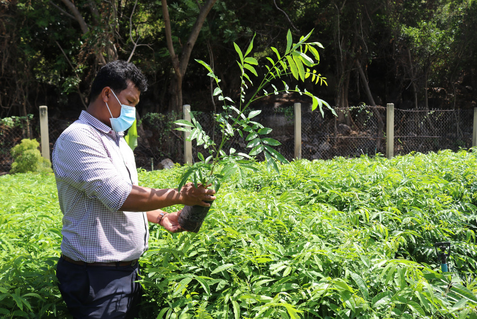 Kiểm tra vườn ươm giống cây Thanh thất để trồng rừng ở Khu Dự trữ Sinh quyển Núi Chúa. (Ảnh: Nguyễn Thành/TTXVN)