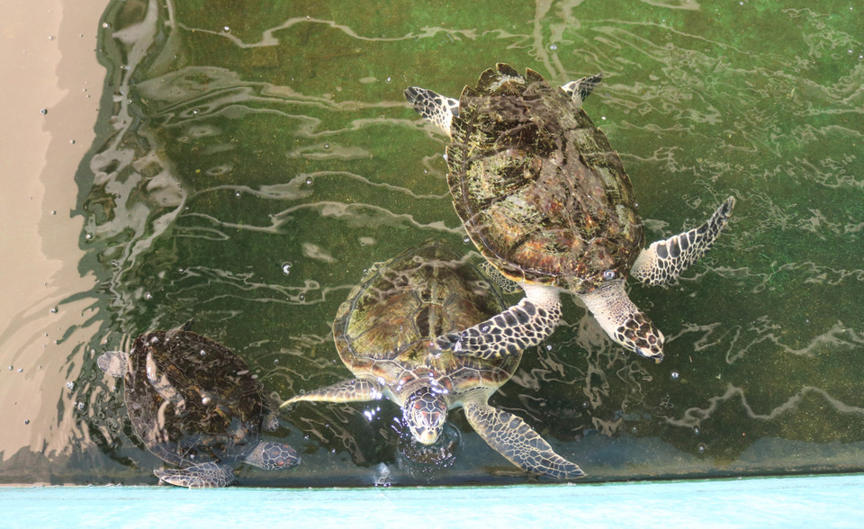 Khu vực cứu hộ, bảo tồn rùa biển thuộc Khu Dự trữ Sinh quyển Núi Chúa. (Ảnh: Nguyễn Thành/TTXVN)