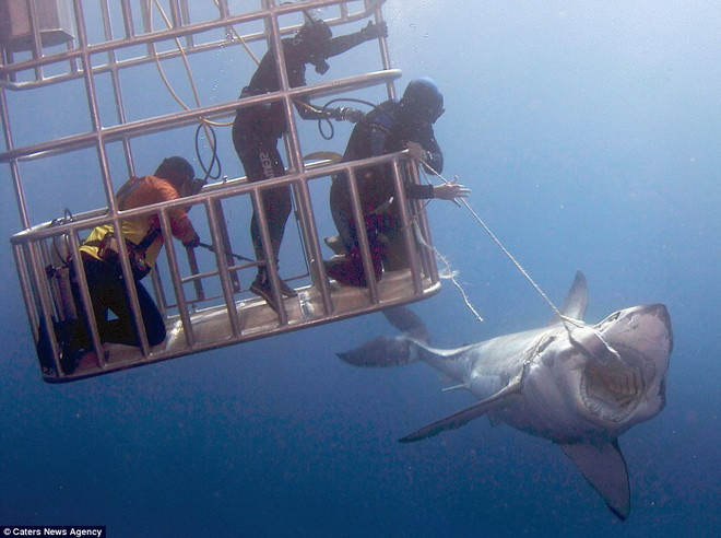 Hai bạn đồng hành của người thợ lặn chỉ dám ngồi trong lồng sắt. (Nguồn: Caters News Agency)