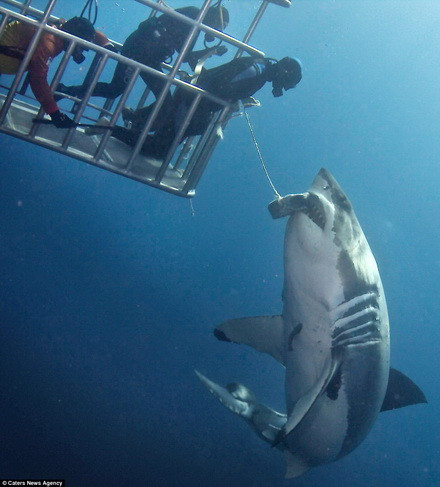 Con cá mập bơi quanh lồng sắt sau khi ăn no. (Nguồn: Caters News Agency)