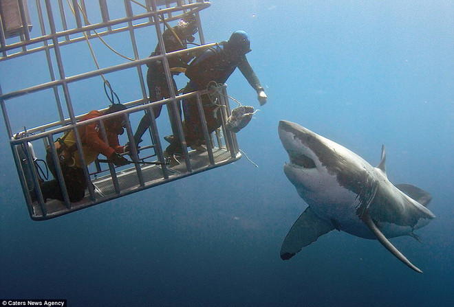 Rất may con cá mập chỉ tập trung nhìn vào miếng mồi. (Nguồn: Caters News Agency)