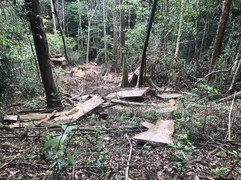 Thân cây đã bị xẻ thành nhiều phách. (Ảnh: TTXVN)