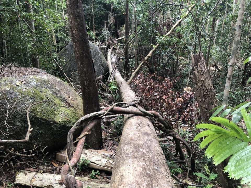 Một cây gỗ lớn bị triệt hạ dài hàng chục mét. (Ảnh: TTXVN)