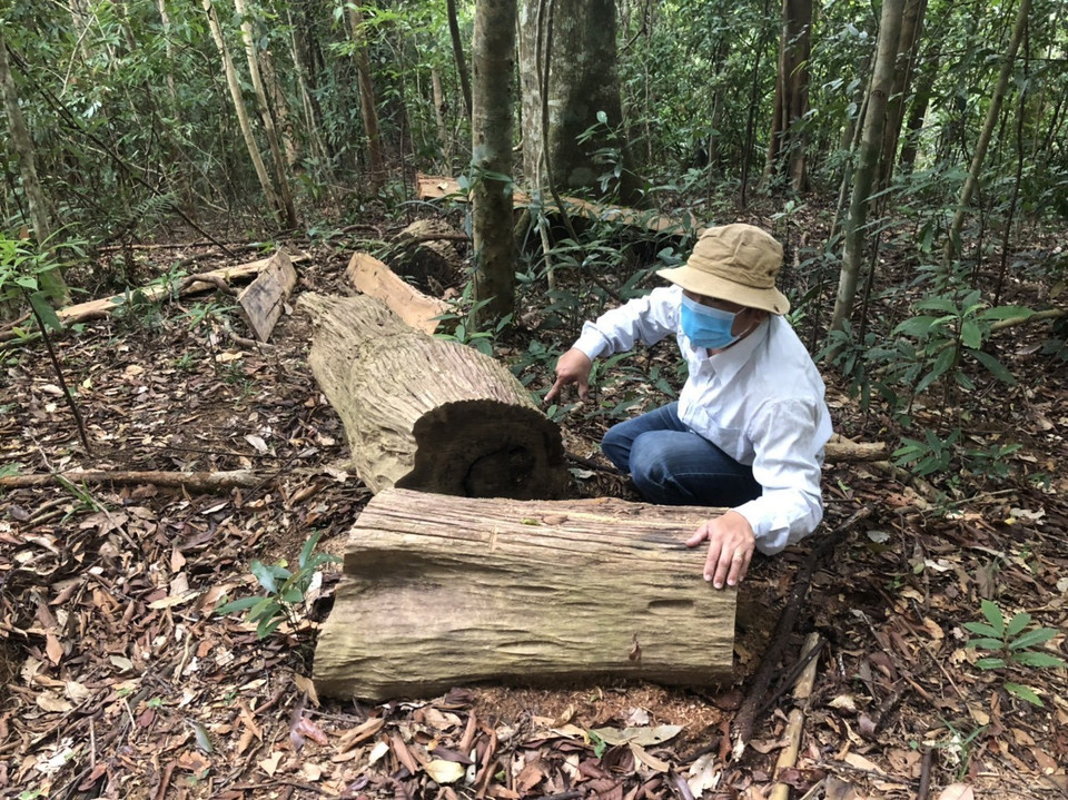 Nhiều lóng gỗ chưa kịp vận chuyển khỏi rừng. (Ảnh: TTXVN)