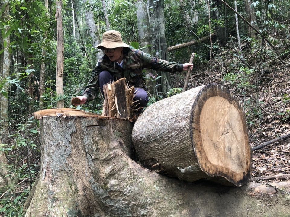  Tình trạng khai thác gỗ trái phép trong rừng phòng hộ đầu nguồn diễn ra từ nhiều năm nay. (Ảnh: TTXVN)