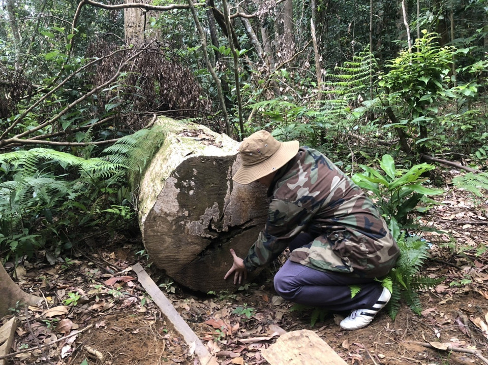 Những lóng gỗ có đường kính từ 80-100cm . (Ảnh: TTXVN)