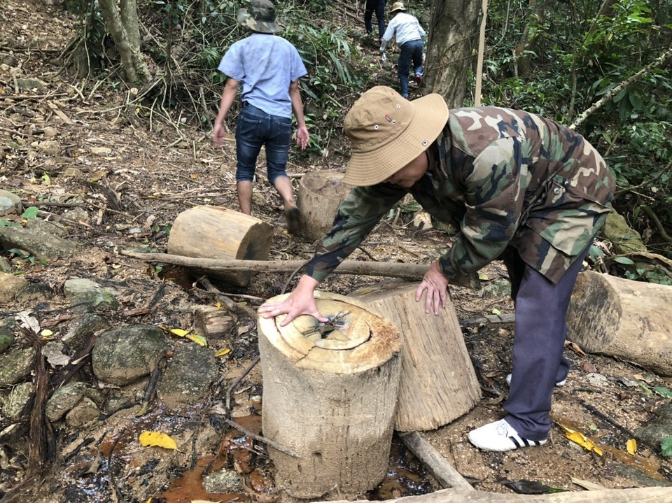 Số bột cưa, gỗ bìa còn sót lại, vương vãi khắp nơi chỉ là “phần nổi của tảng băng chìm”. (Ảnh: TTXVN)