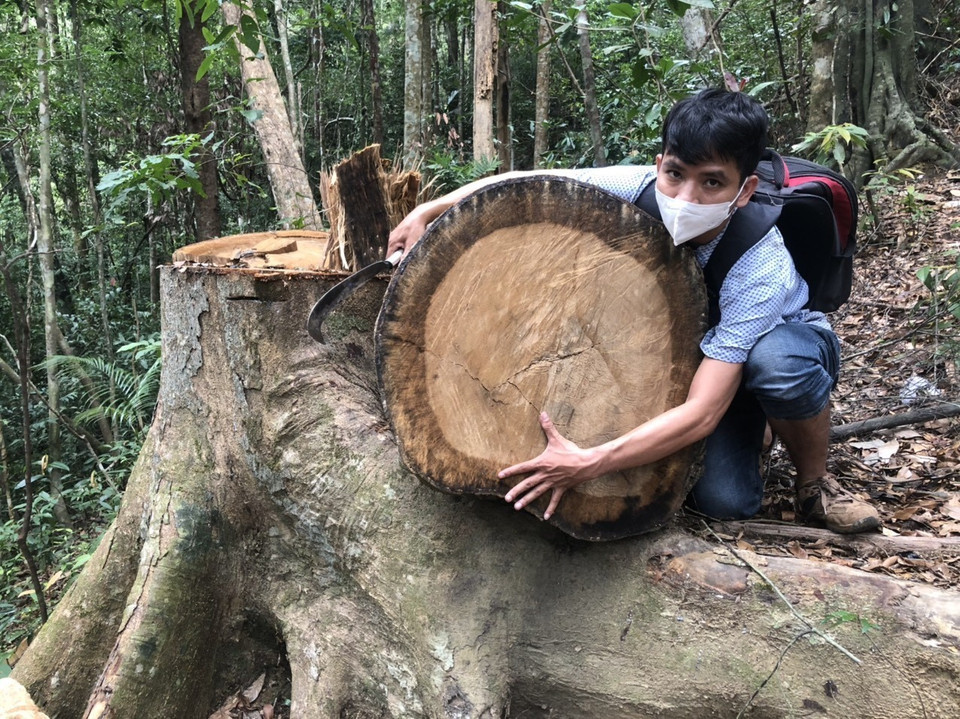 Có những gốc cây có vết cưa còn khá mới. (Ảnh: TTXVN)