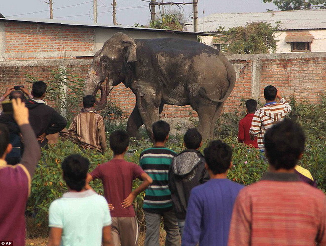 Người dân bỏ chạy khi thấy con voi. (Nguồn: AP)