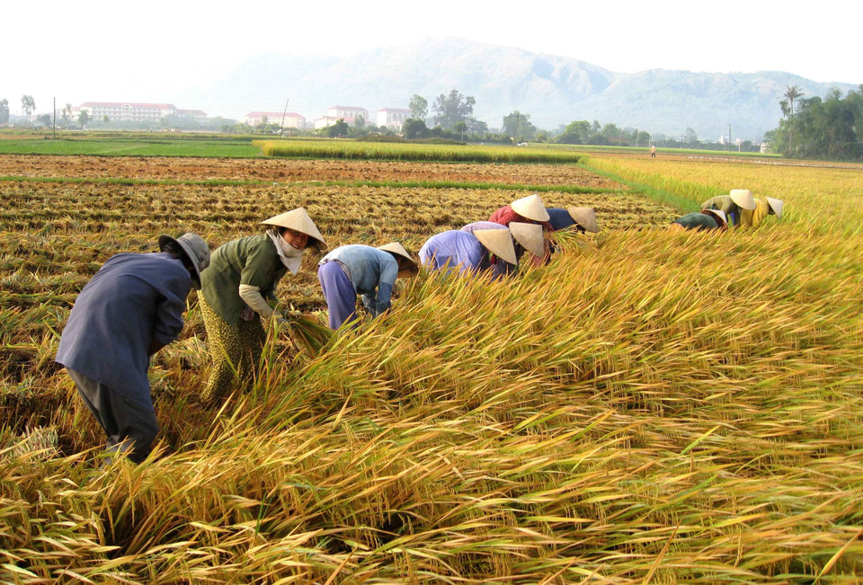 Nông dân phường Nhơn Phú, thành phố Quy Nhơn thu hoạch lúa Đông Xuân. (Ảnh: Viết Ý/TTXVN)