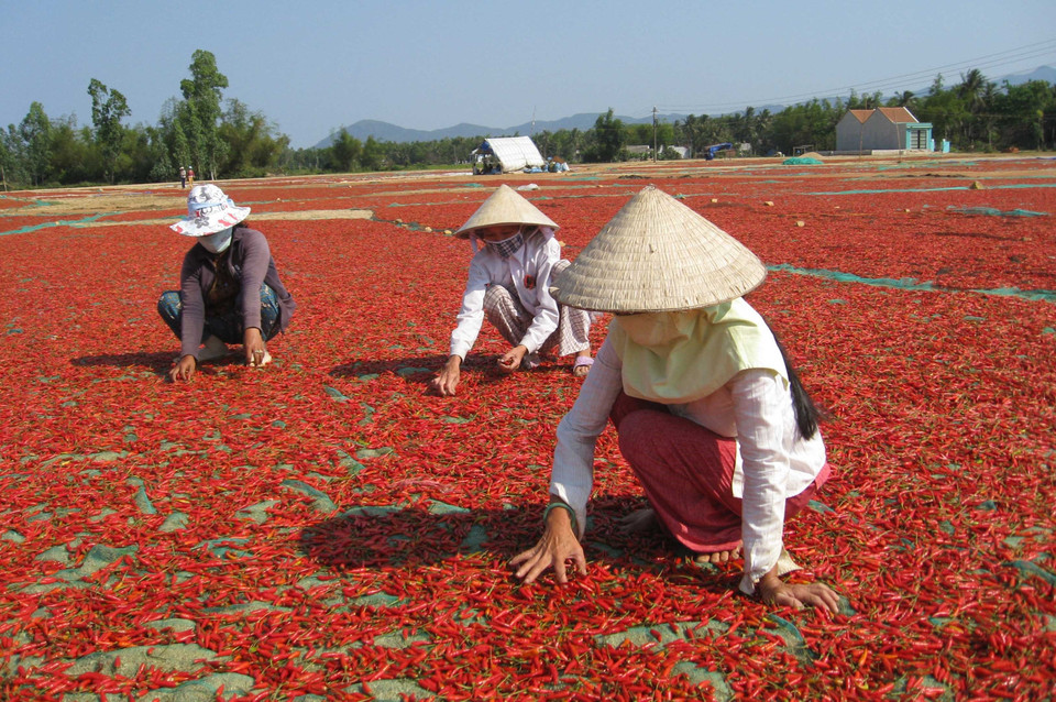 Nông dân xã Mỹ Chánh, huyện Phù Mỹ (Bình Định) có nghề trồng và chế biến ớt truyền thống, phục vụ tiêu dùng nội địa và xuất khẩu. (Ảnh: Viết Ý/TTXVN)
