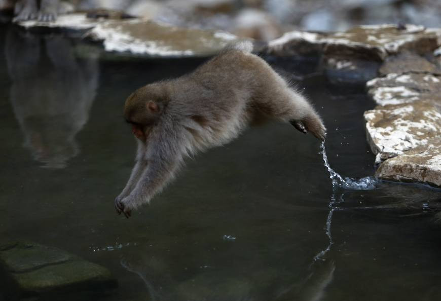 Hoạt động này của chúng đã khiến nhiều người cảm thấy hiếu kỳ. (Nguồn: Reuters)