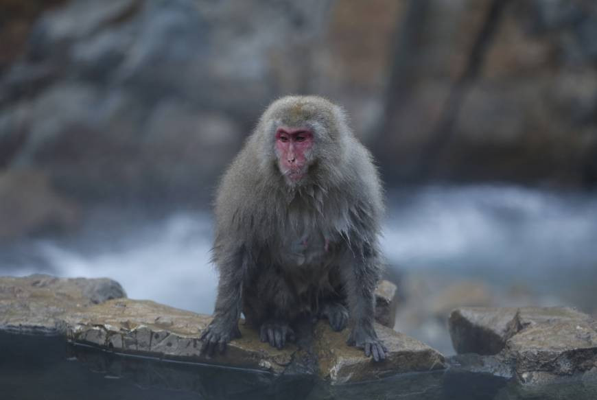 Vào những tháng mùa Đông, bầy khỉ tuyết thường ngâm mình trong suối nước nóng để giữ ấm cơ thể. (Nguồn: Reuters)